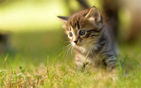 Kittens kitten cat cats baby cute s wallpaper | 2560x1600 | 708282 ...