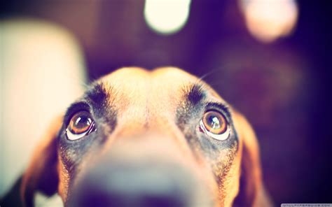 Short-coated brown dog, dog, eyes, animals HD wallpaper | Wallpaper Flare