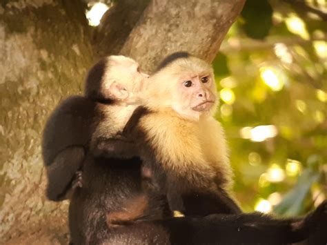 Manuel Antonio Wildlife Tours - All You Need to Know BEFORE You Go (2024)