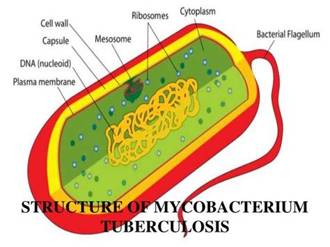 Austin Tuberculosis: Research & Treatment