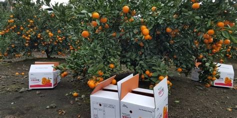 Tangerine Season In Jeju | This is Korea Private Tour