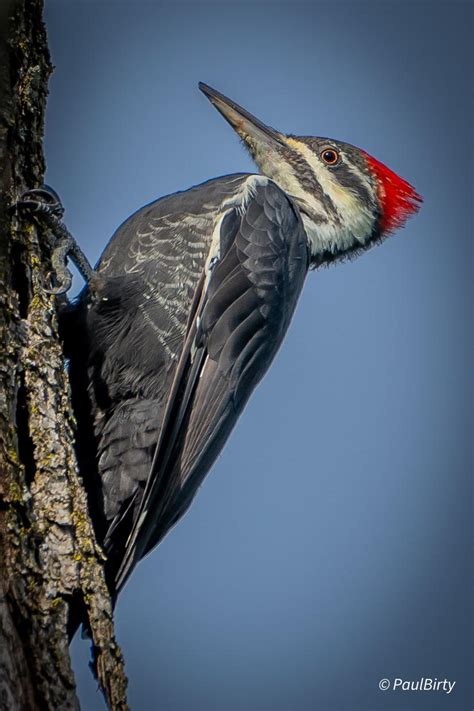 Pileated Woodpecker in Michigan yesterday. Woody the Woodpecker was based on this species. : r ...