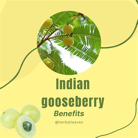 18 Indian Gooseberry benefits - Herbal Leaves