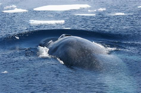 Antarctic Blue Whale Set to Make Big Comeback | Live Science