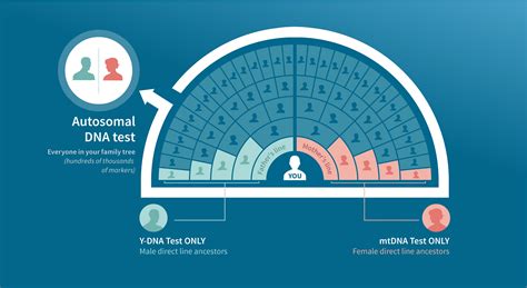 Autosomal DNA Testing | AncestryDNA® Learning Hub