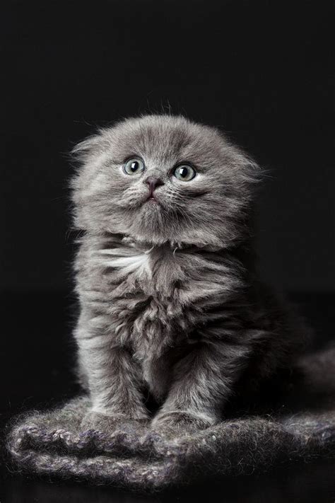 35+ Scottish Fold Munchkin Cat Grey - Furry Kittens