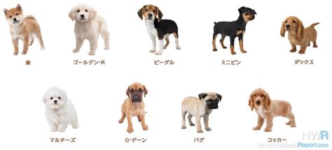 Nintendogs + Cats Breed Lists Revealed - News - Nintendo World Report