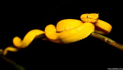 Eyelash Pit Viper | Will Burrard-Lucas