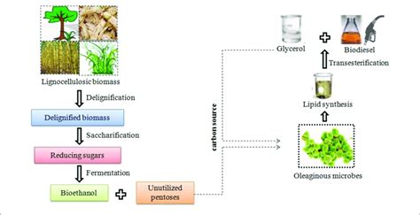 | Schematic diagram of integrated biofuel production from... | Download Scientific Diagram