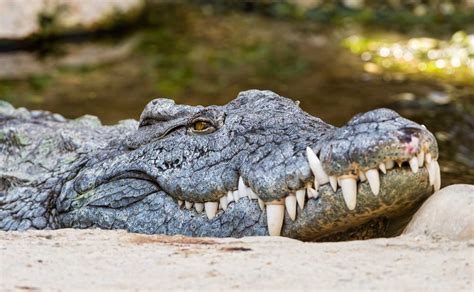 Invasive Nile Crocodiles Were Captured in Florida, DNA Study Confirms | Sci-News.com