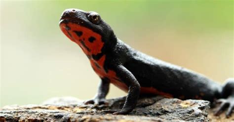 Fire Salamander Pictures - AZ Animals