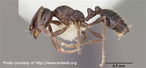 Little Black Ant Identification Resources | Nebraska Extension in ...