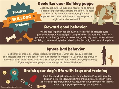 Easy Bulldog Training Step-by-Step Guide