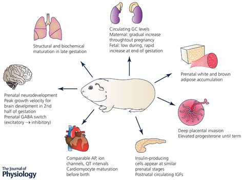 Guinea Pig Weight Chart | Hot Sex Picture