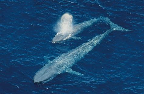 Importance of the BLUE WHALE in the ocean - Information Online