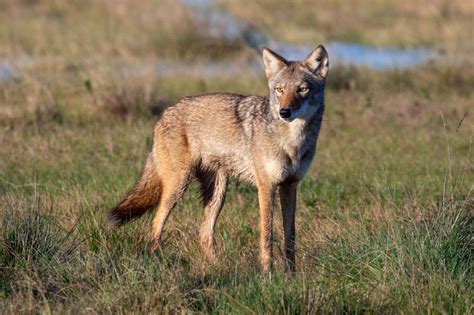 Ghost DNA from hybrid coyotes could save endangered red wolves | New Scientist