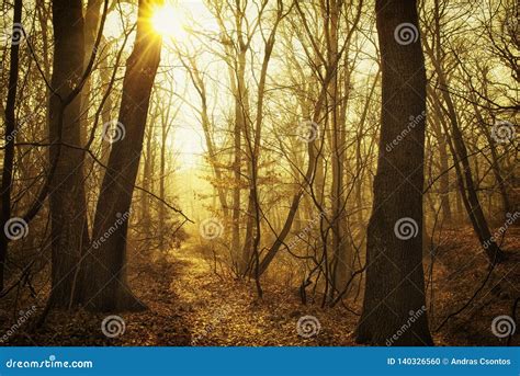 Beautiful Misty Forest Path in Warm Sunset Stock Photo - Image of moody, payhway: 140326560