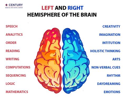 Left and Right Hemisphere of the Brain - Century Medical & Dental Center