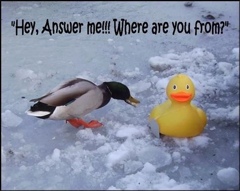 Rubber Ducky Jokes | Freeloljokes