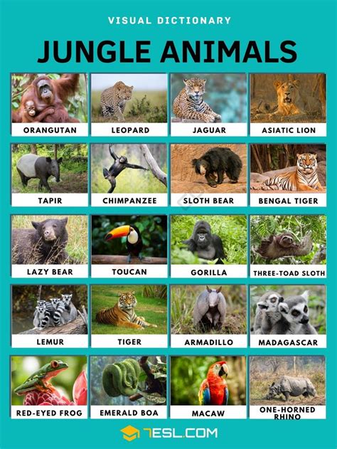 Jungle Animals Pictures With Names