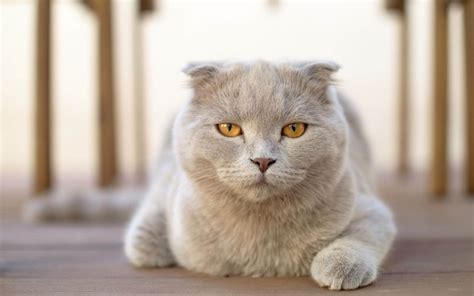 Scottish Fold Cat Breed - Behavior, Grooming & Personality Traits » CatPointers