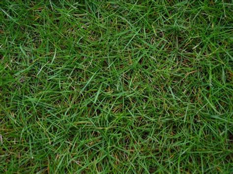 Bermuda Grass Care - Tips On How To Grow Bermuda Grass