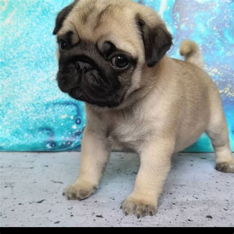 Frenchie Pug Puppies For Sale/frenchie Pugs For Sale