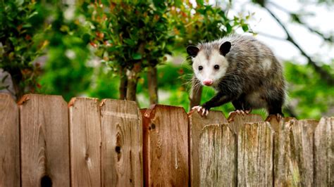 How to keep opossums away: 5 expert-approved humane hacks | Homes & Gardens