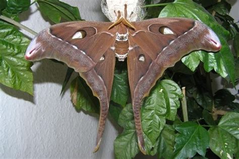 World's Largest Moth | Critter Science