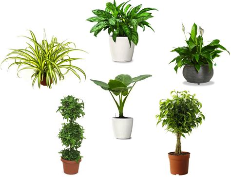 air purifying plants, indoor plants