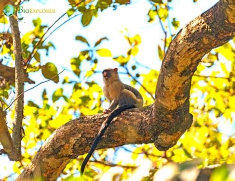 Black-tailed Marmoset Characteristics | Mico melanurus Facts