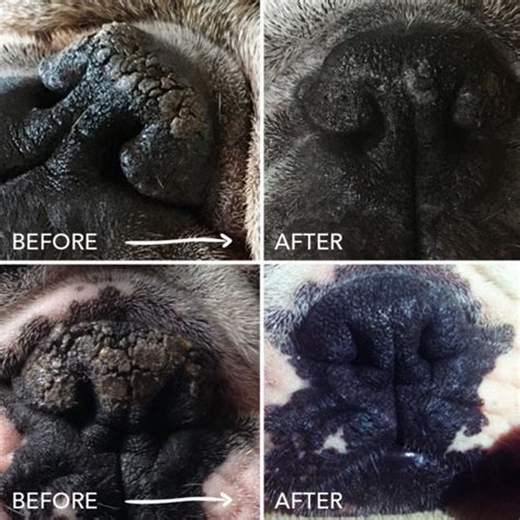 Is Your Dog's Nose Dry & Crusty? It Might Be Nasal Hyperkeratosis. Here's How To Help.