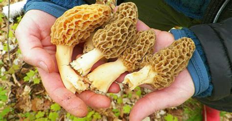 Morel Mushrooms: The Fickle Fungus and How To Find It - Gaylord Michigan Area Convention and ...