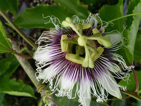 Purple Passion Fruit Flower