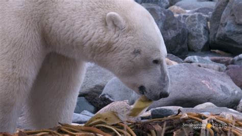 A Polar Bear's Diet Consists of Anything Edible | The menu for these ...