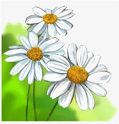 Collection Of Free Daisies Drawing Watercolour Download - Realistic Daisy Flower Drawing ...