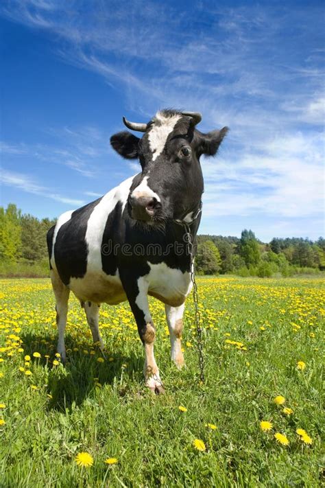 Black-and-white Cow Stock Images - Image: 4937804