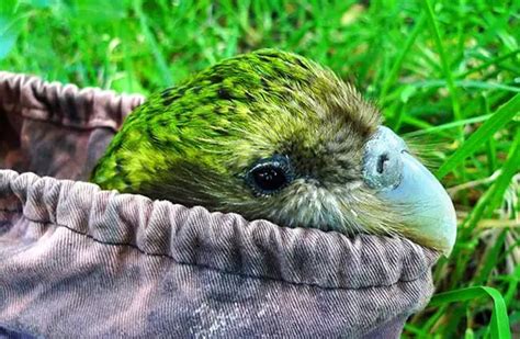 Kakapo - Description, Habitat, Image, Diet, and Interesting Facts