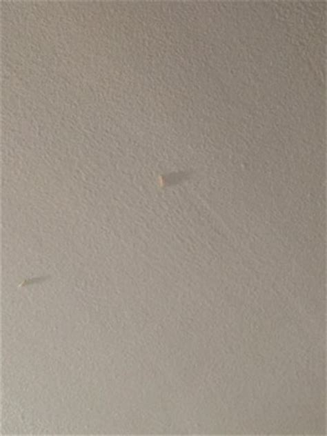 Critters on Ceiling Are Likely Pantry Moth Larvae - All About Worms