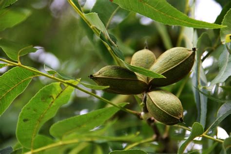 Elliot Pecan Tree for Sale - Buying & Growing Guide - Trees.com