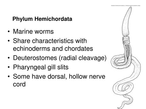 Examples Of Hemichordata