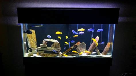 African Cichlid Tank Decoration Ideas | Shelly Lighting