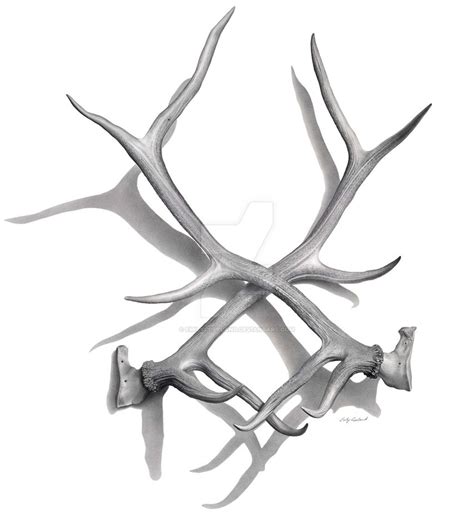 Elk Antler Drawing at GetDrawings | Free download