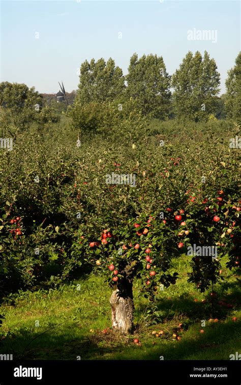 Apple tree farm Stock Photo - Alamy