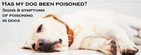 Has my dog been poisoned? Signs & symptoms of poisoning in dogs