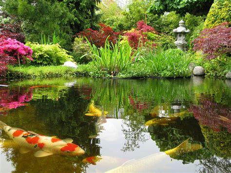 Koi Fish Pond Wallpapers - Top Free Koi Fish Pond Backgrounds ...