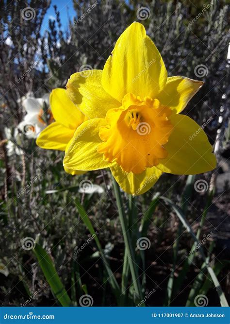 Yellow daffodil stock image. Image of daffodil, beautiful - 117001907