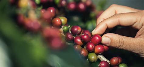 Sustainable Coffee Farming Across the World - AGRIVI