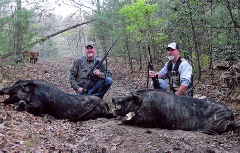 Tennessee boar hunting photos – Boar Hunting Tennesee Hog Hunting Lodge