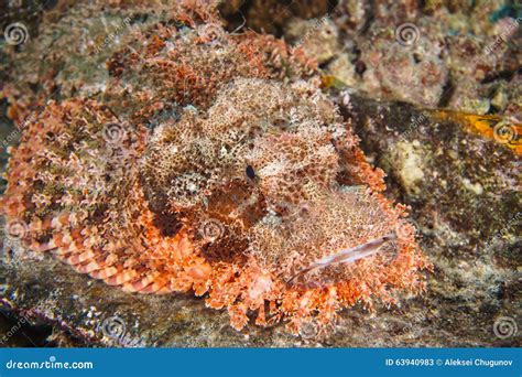 Tropical Saltwater Fish Reef Stonefish Stock Image - Image of camoflauge, pets: 63940983